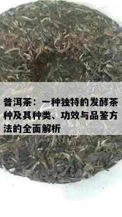 普洱茶：一种独特的发酵茶种及其种类、功效与品鉴方法的全面解析