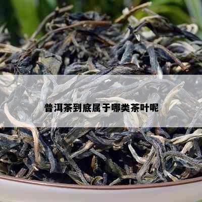 普洱茶到底属于哪类茶叶呢