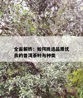 全面解析：如何挑选品质优良的普洱茶叶与种类