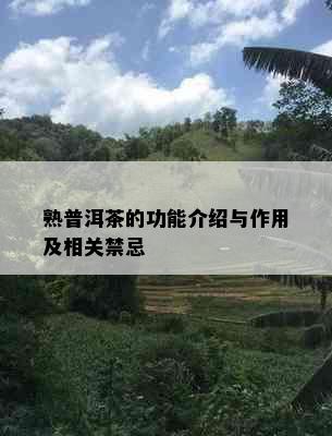 熟普洱茶的功能介绍与作用及相关禁忌