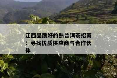 江西品质好的熟普洱茶招商：寻找优质供应商与合作伙伴