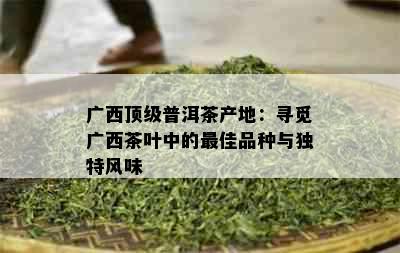 广西顶级普洱茶产地：寻觅广西茶叶中的更佳品种与独特风味