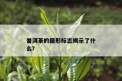 普洱茶的圆形标志揭示了什么？