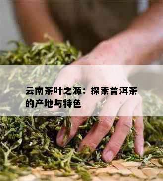 云南茶叶之源：探索普洱茶的产地与特色