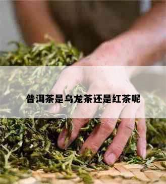 普洱茶是乌龙茶还是红茶呢