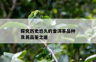 探究历史悠久的普洱茶品种及其品鉴之道