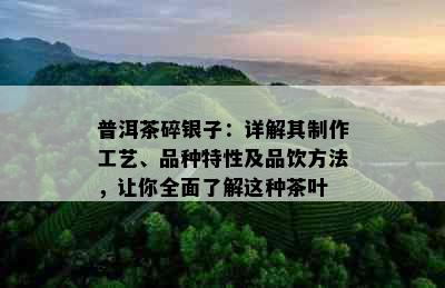 普洱茶碎银子：详解其制作工艺、品种特性及品饮方法，让你全面了解这种茶叶