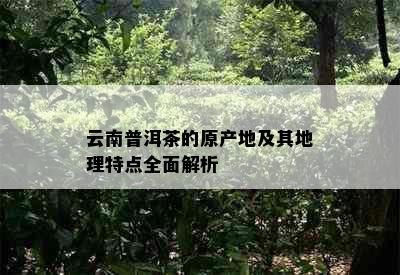 云南普洱茶的原产地及其地理特点全面解析