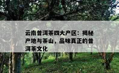 云南普洱茶四大产区：揭秘产地与茶山，品味真正的普洱茶文化