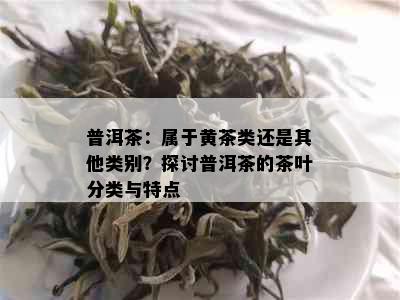 普洱茶：属于黄茶类还是其他类别？探讨普洱茶的茶叶分类与特点