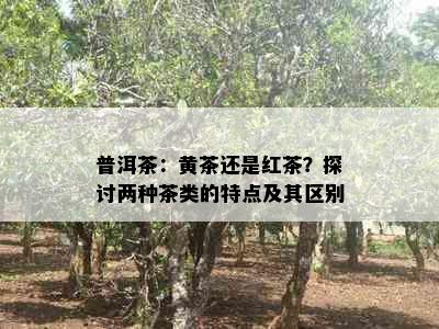 普洱茶：黄茶还是红茶？探讨两种茶类的特点及其区别