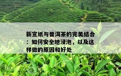 新宣纸与普洱茶的完美结合：如何安全地浸泡，以及这样做的原因和好处