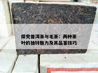 探究普洱茶与毛茶：两种茶叶的独特魅力及其品鉴技巧