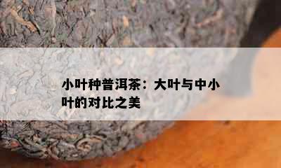 小叶种普洱茶：大叶与中小叶的对比之美