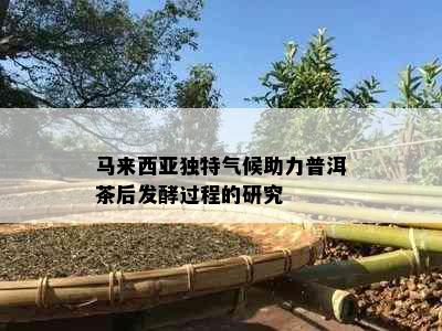 马来西亚独特气候助力普洱茶后发酵过程的研究