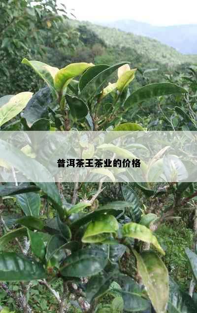 普洱茶王茶业的价格