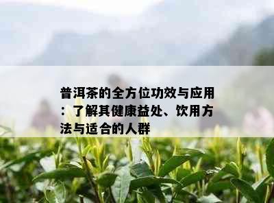 普洱茶的全方位功效与应用：了解其健康益处、饮用方法与适合的人群