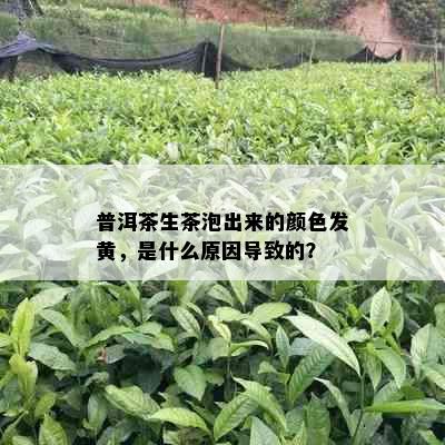 普洱茶生茶泡出来的颜色发黄，是什么原因导致的？