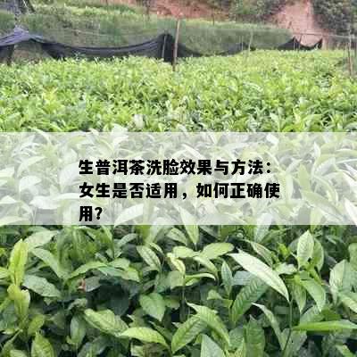 生普洱茶洗脸效果与方法：女生是否适用，如何正确使用？