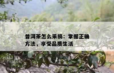 普洱茶怎么采摘：掌握正确方法，享受品质生活