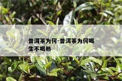 普洱茶为何-普洱茶为何喝生不喝熟