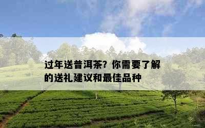 过年送普洱茶？你需要了解的送礼建议和更佳品种