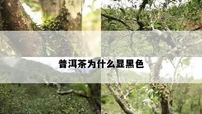 普洱茶为什么显黑色