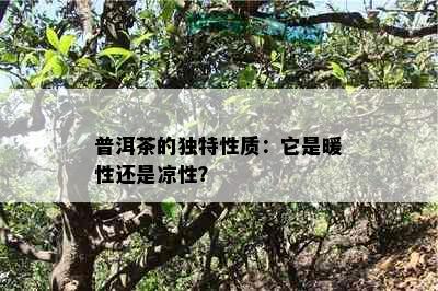 普洱茶的独特性质：它是暖性还是凉性？