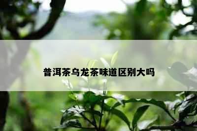 普洱茶乌龙茶味道区别大吗