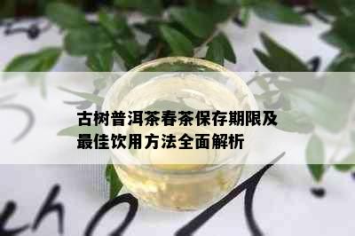 古树普洱茶春茶保存期限及更佳饮用方法全面解析