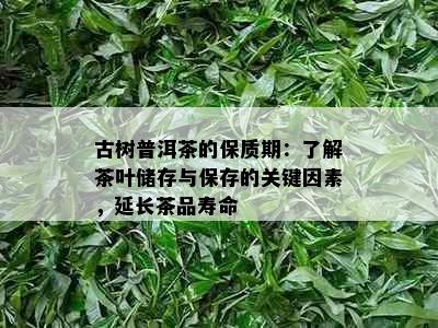 古树普洱茶的保质期：了解茶叶储存与保存的关键因素，延长茶品寿命