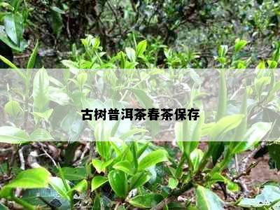 古树普洱茶春茶保存