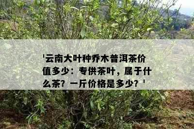 '云南大叶种乔木普洱茶价值多少：专供茶叶，属于什么茶？一斤价格是多少？'