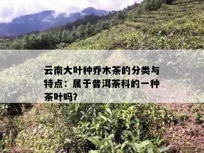 云南大叶种乔木茶的分类与特点：属于普洱茶科的一种茶叶吗？