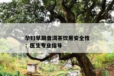 孕妇早期普洱茶饮用安全性：医生专业指导