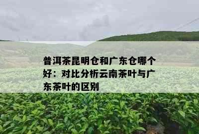 普洱茶昆明仓和广东仓哪个好：对比分析云南茶叶与广东茶叶的区别