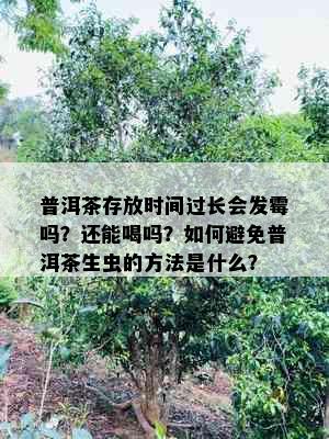 普洱茶存放时间过长会发霉吗？还能喝吗？如何避免普洱茶生虫的方法是什么？