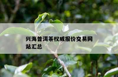 兴海普洱茶权威报价交易网站汇总