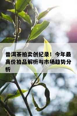 普洱茶拍卖创纪录！今年更高价拍品解析与市场趋势分析