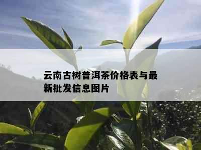 云南古树普洱茶价格表与最新批发信息图片