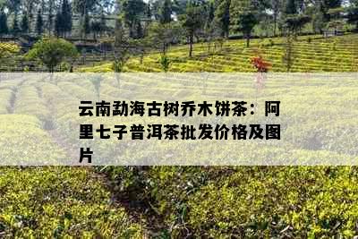 云南勐海古树乔木饼茶：阿里七子普洱茶批发价格及图片