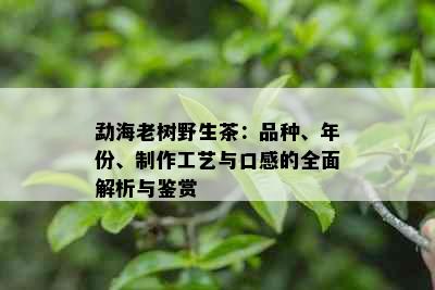 勐海老树野生茶：品种、年份、制作工艺与口感的全面解析与鉴赏