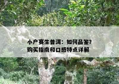 小户赛生普洱：如何品鉴？购买指南和口感特点详解