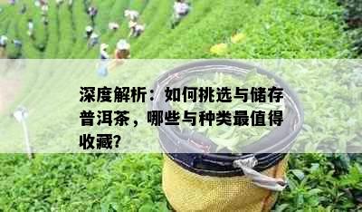 深度解析：如何挑选与储存普洱茶，哪些与种类最值得收藏？