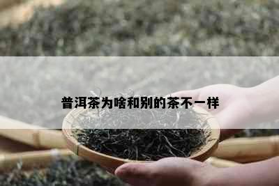 普洱茶为啥和别的茶不一样