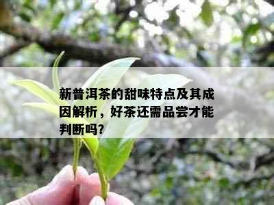 新普洱茶的甜味特点及其成因解析，好茶还需品尝才能判断吗？