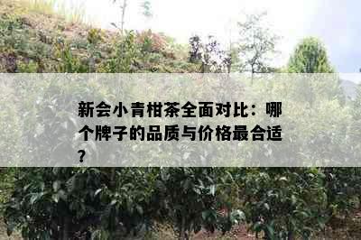 新会小青柑茶全面对比：哪个牌子的品质与价格最合适？