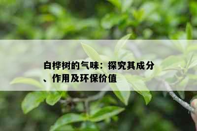 白桦树的气味：探究其成分、作用及环保价值