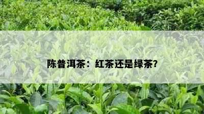 陈普洱茶：红茶还是绿茶？