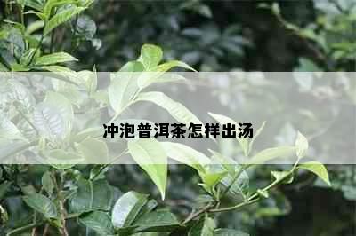 冲泡普洱茶怎样出汤